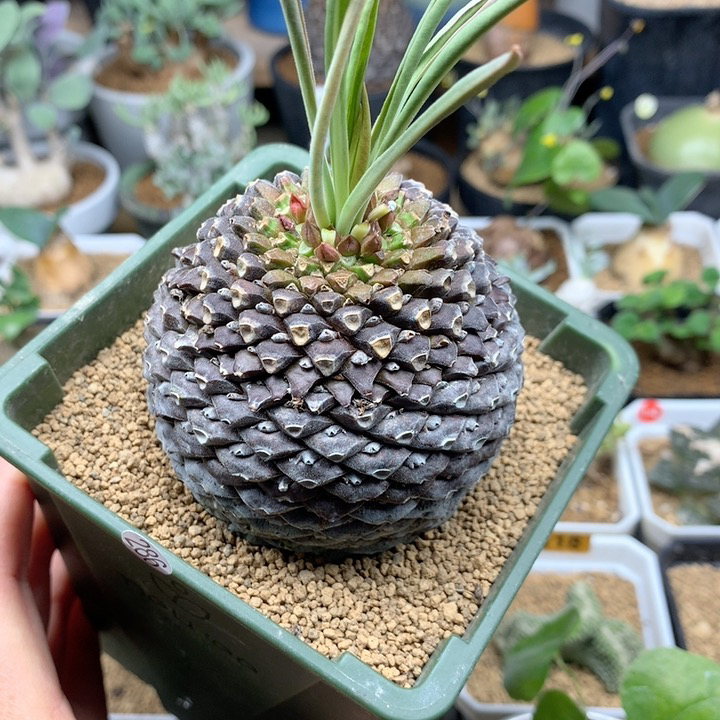 大铁甲丸母本带盆6.8cm