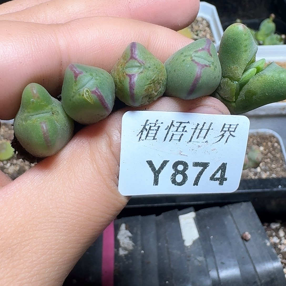 874盒多肉植物哇x f