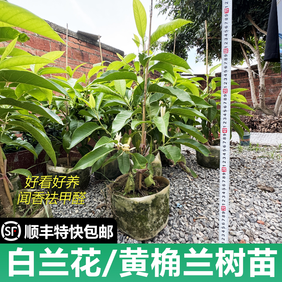 白兰花黄桷兰树苗大苗带育苗盆顺丰包邮浓香好养活广西基地直发