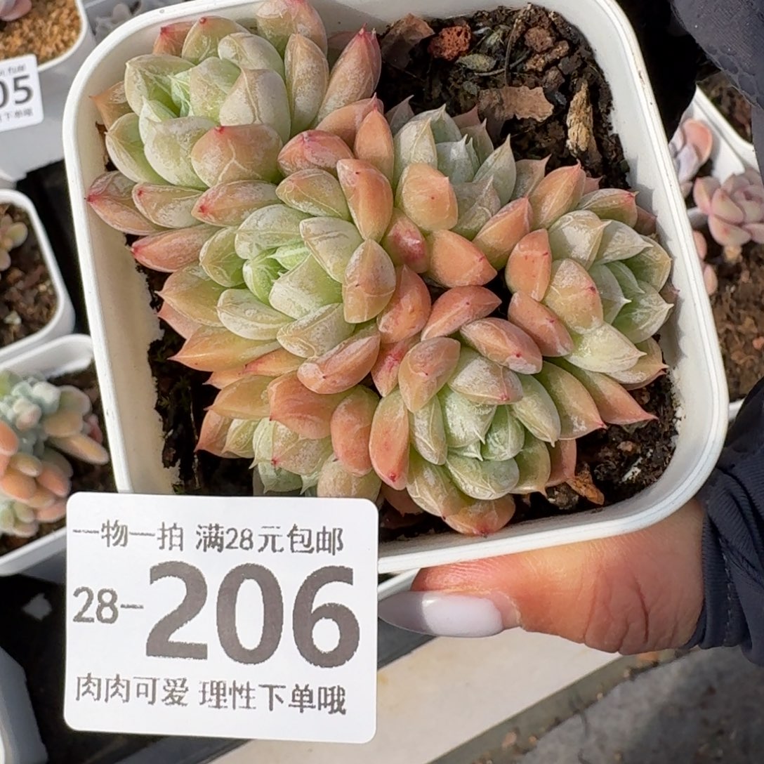 爱莎无盆土发货无