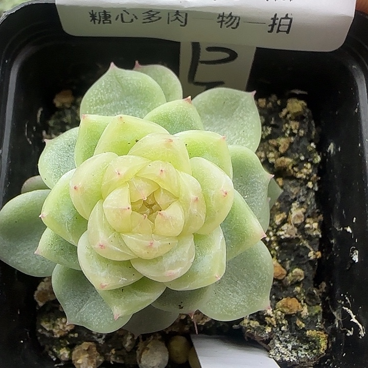 泼天财富糖心多肉38