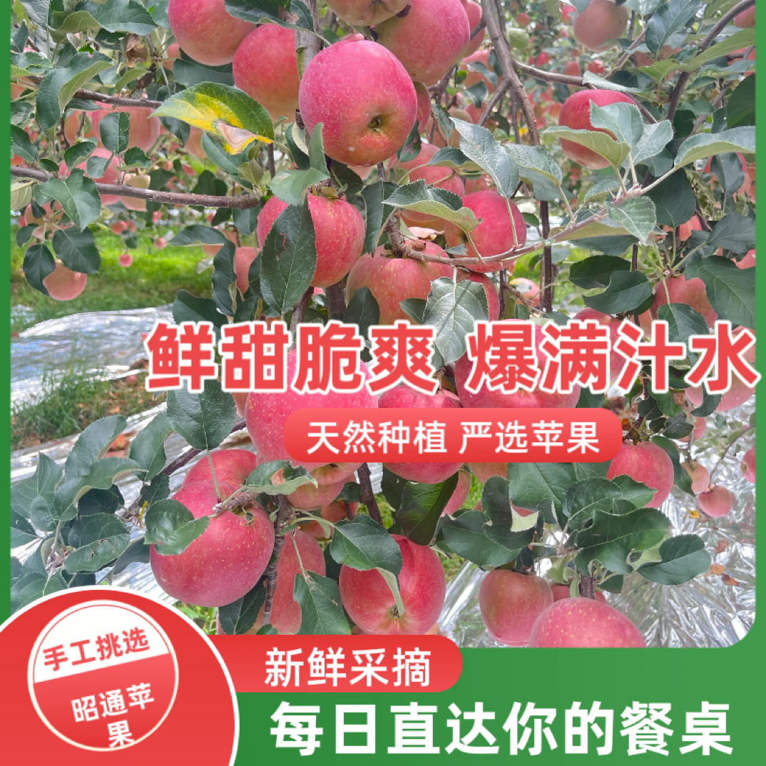 云南昭通丑苹果冰糖心脆甜多汁新鲜采摘苹果