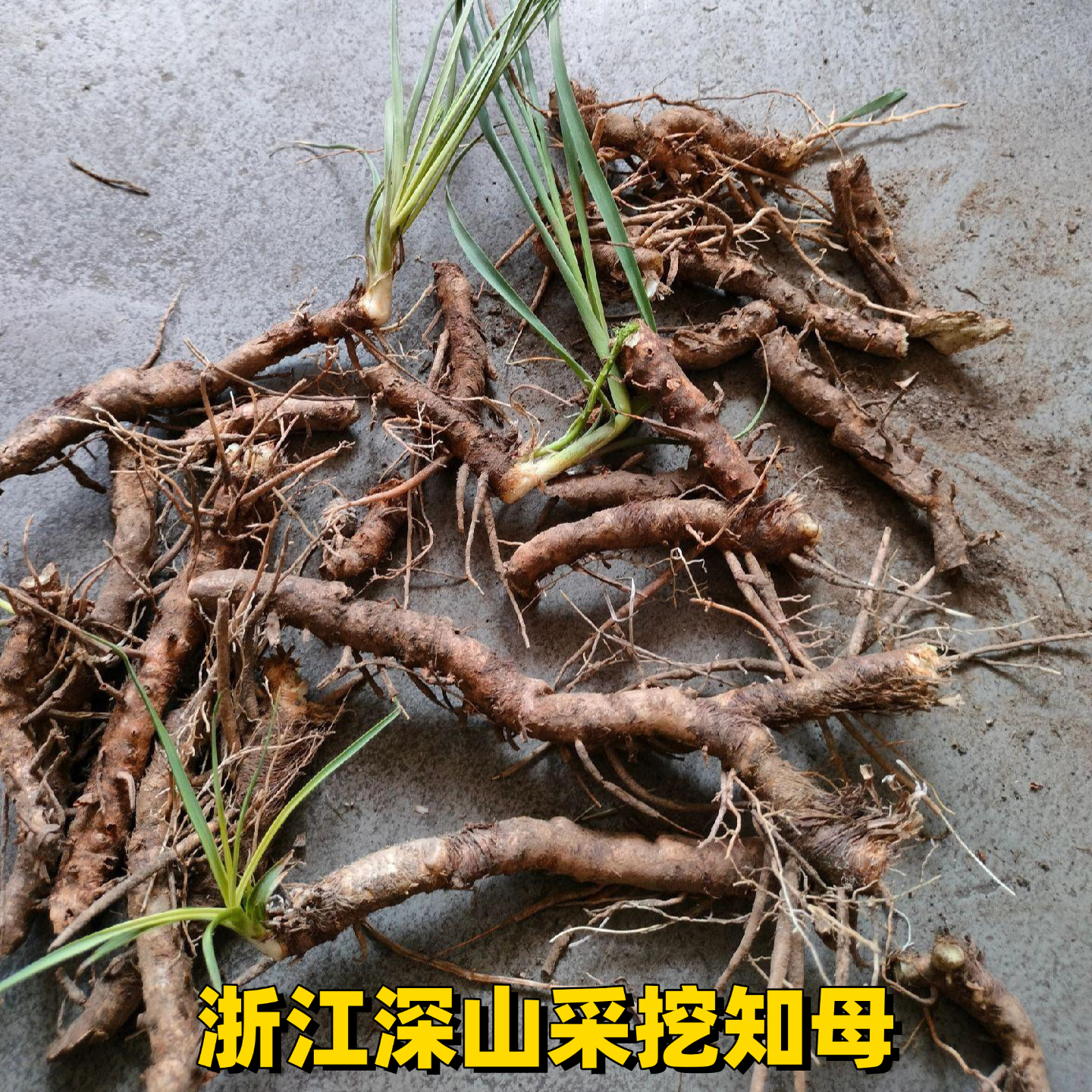 知母浙江地道知母深山采挖知母肉去皮洗干净无杂质无硫自然晒干