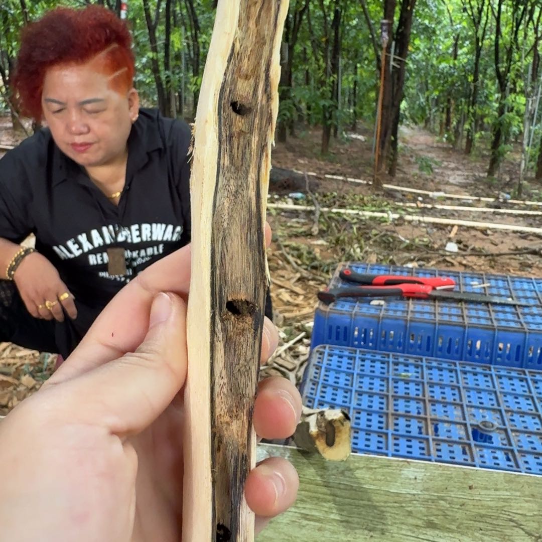 线香奇楠沉香原木