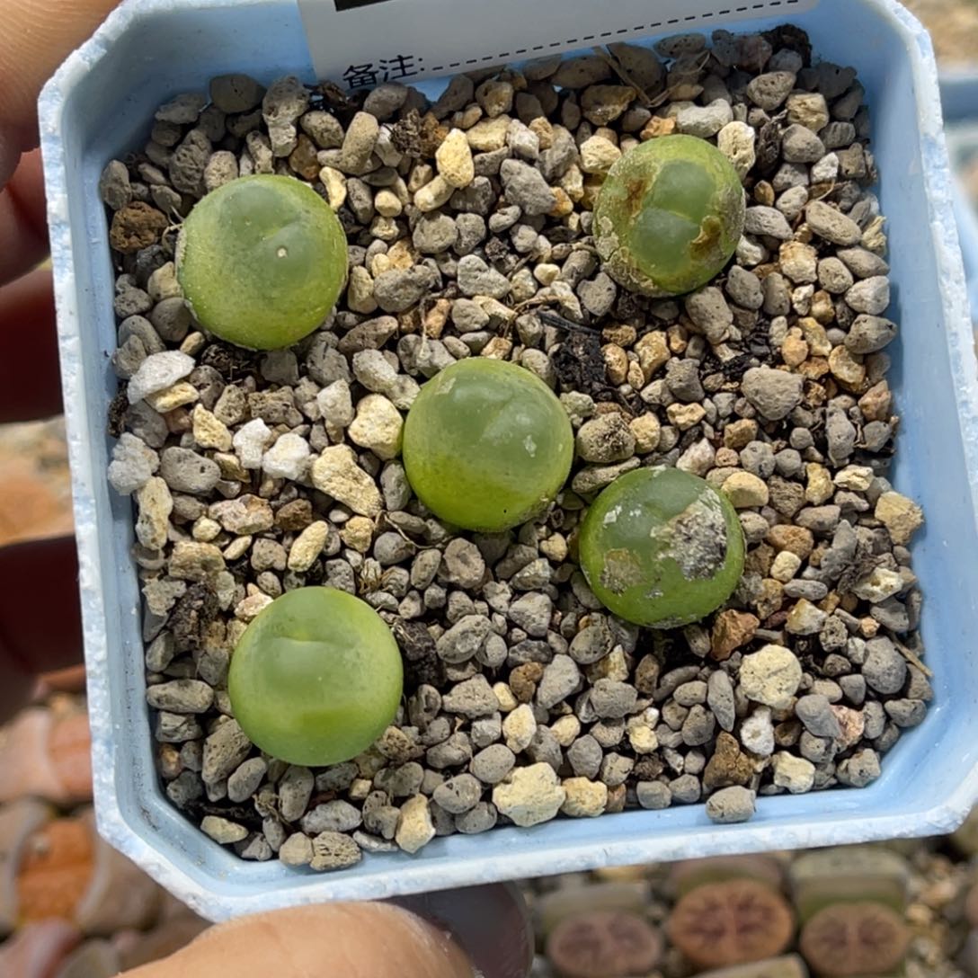 7521拉登5颗尺寸1.2