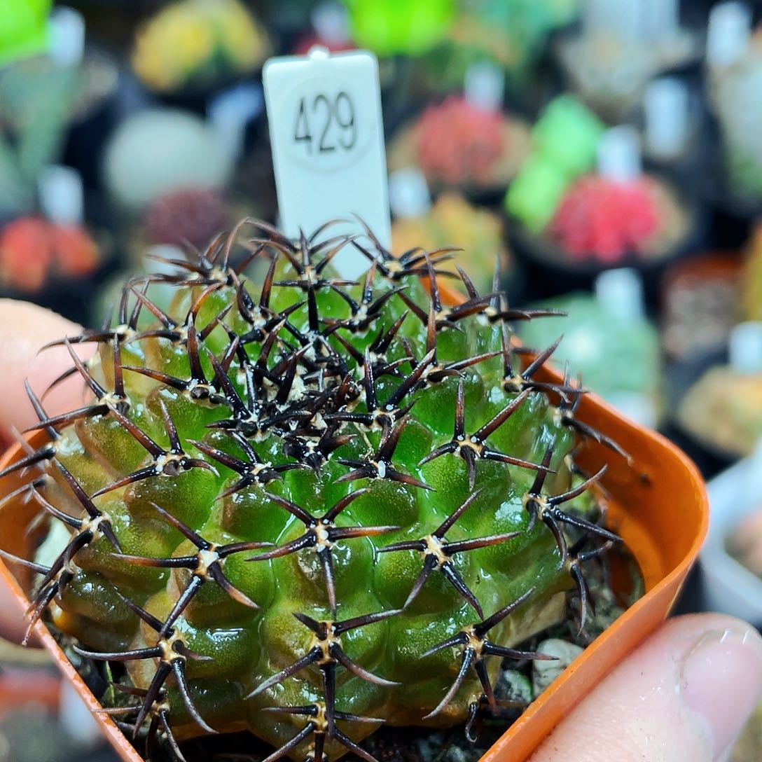 非偏远地区满25包邮仙人球