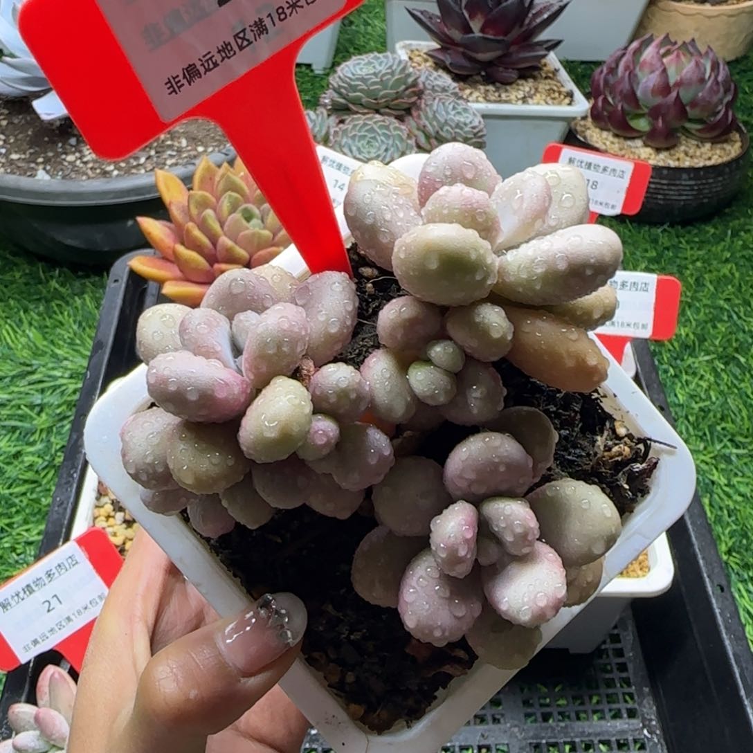 解忧植物多肉编号22