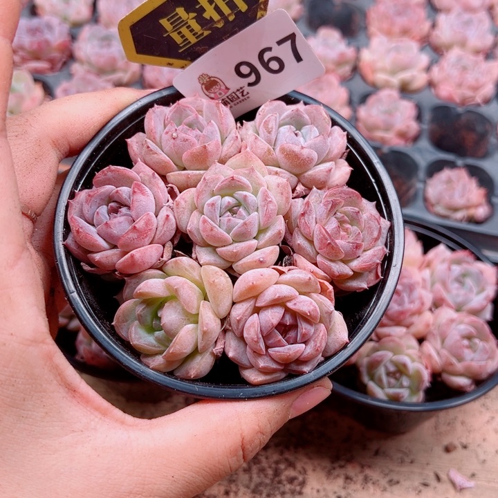 多肉植物多肉植物