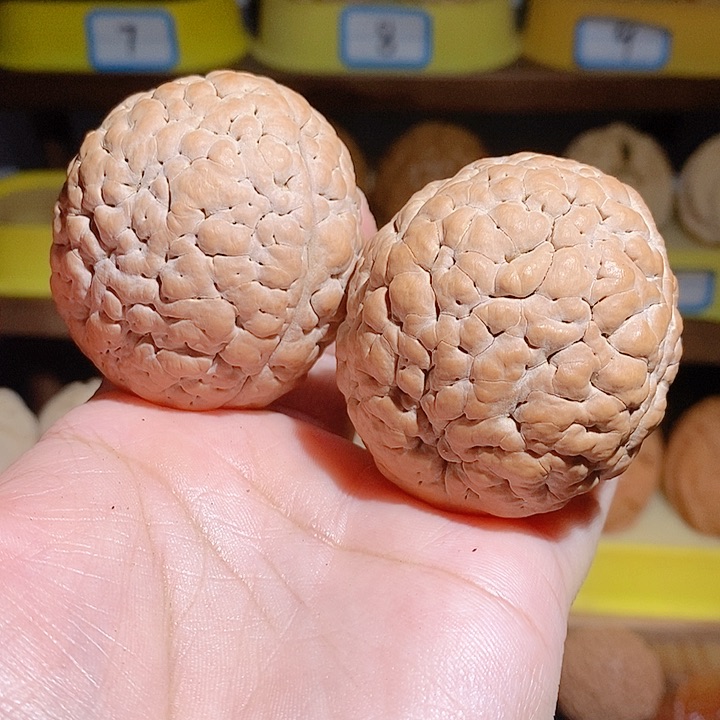 野生三瓣脑纹大金刚4550