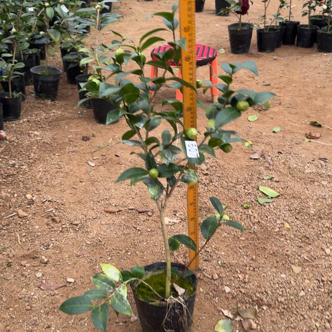 少量花朵（建议范围：2朵-5朵 或40%以下）607志愿者