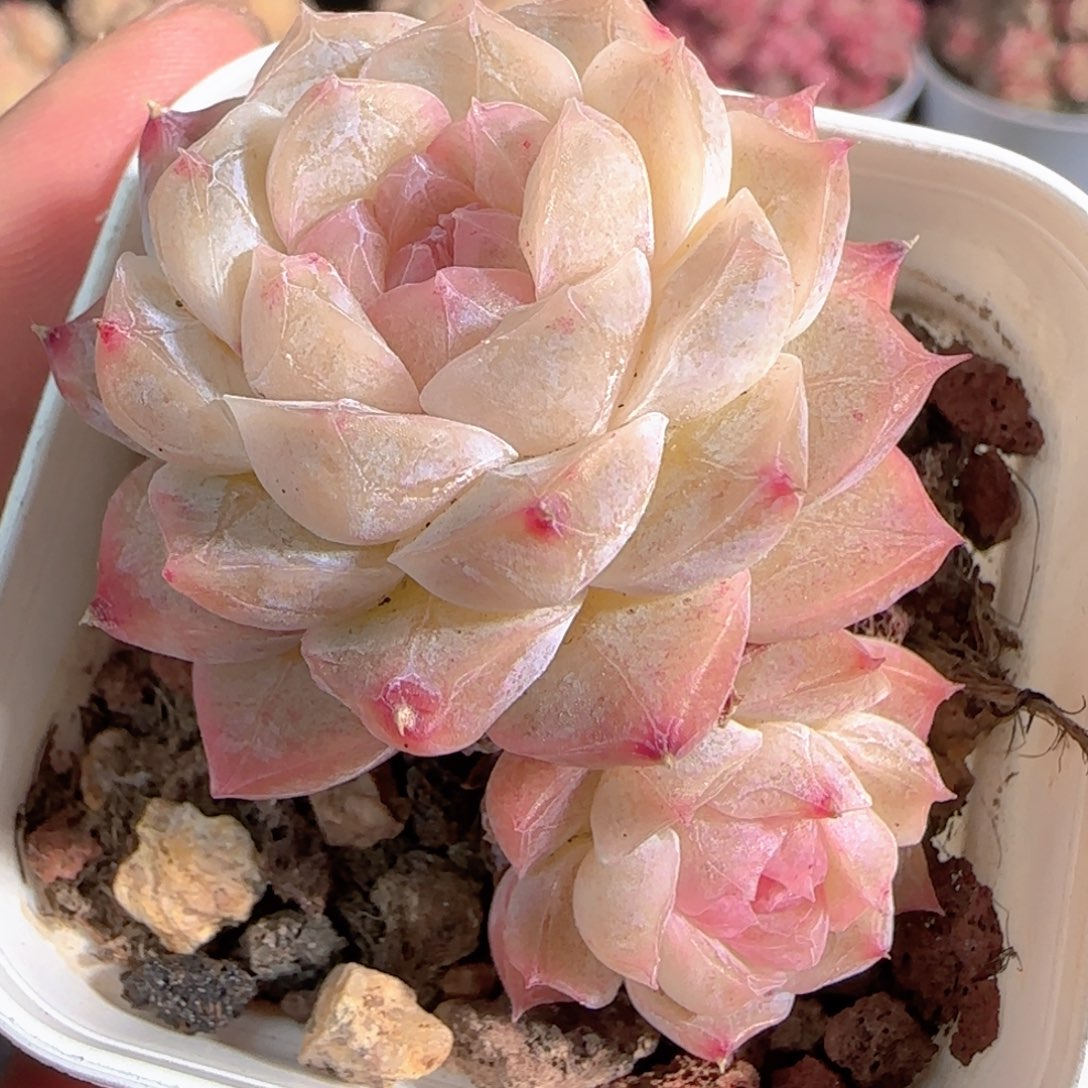 多肉1227-54糖心糖心