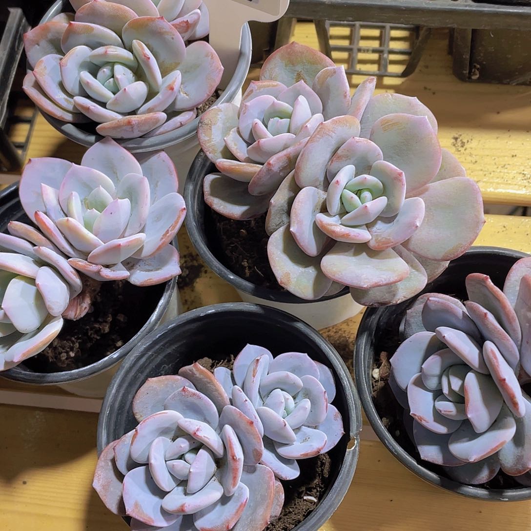 706号 老桩韩货奶茶飘枝一个