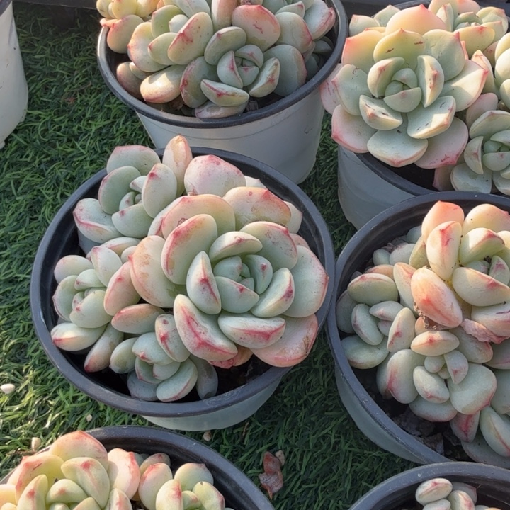 香草。                
