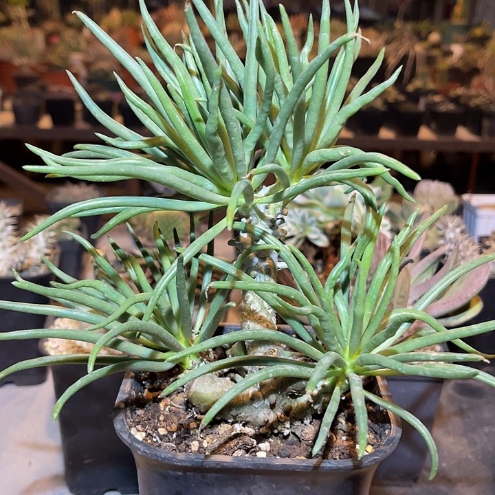 满38包邮2天凑单，脱土晾根发货多肉植物钟馗 奇峰锦