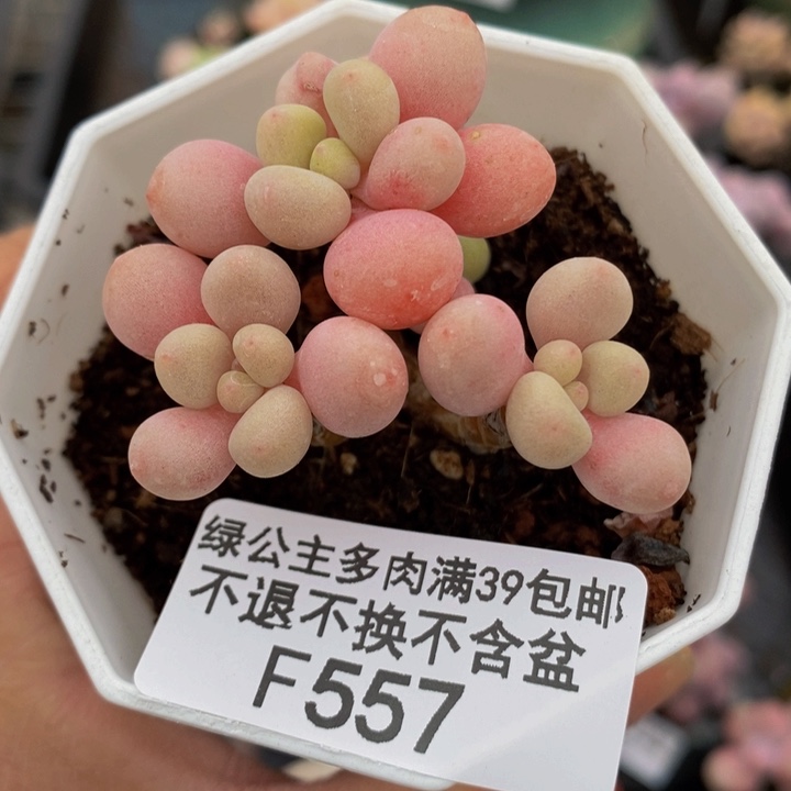鱼子酱5cm557多肉植物