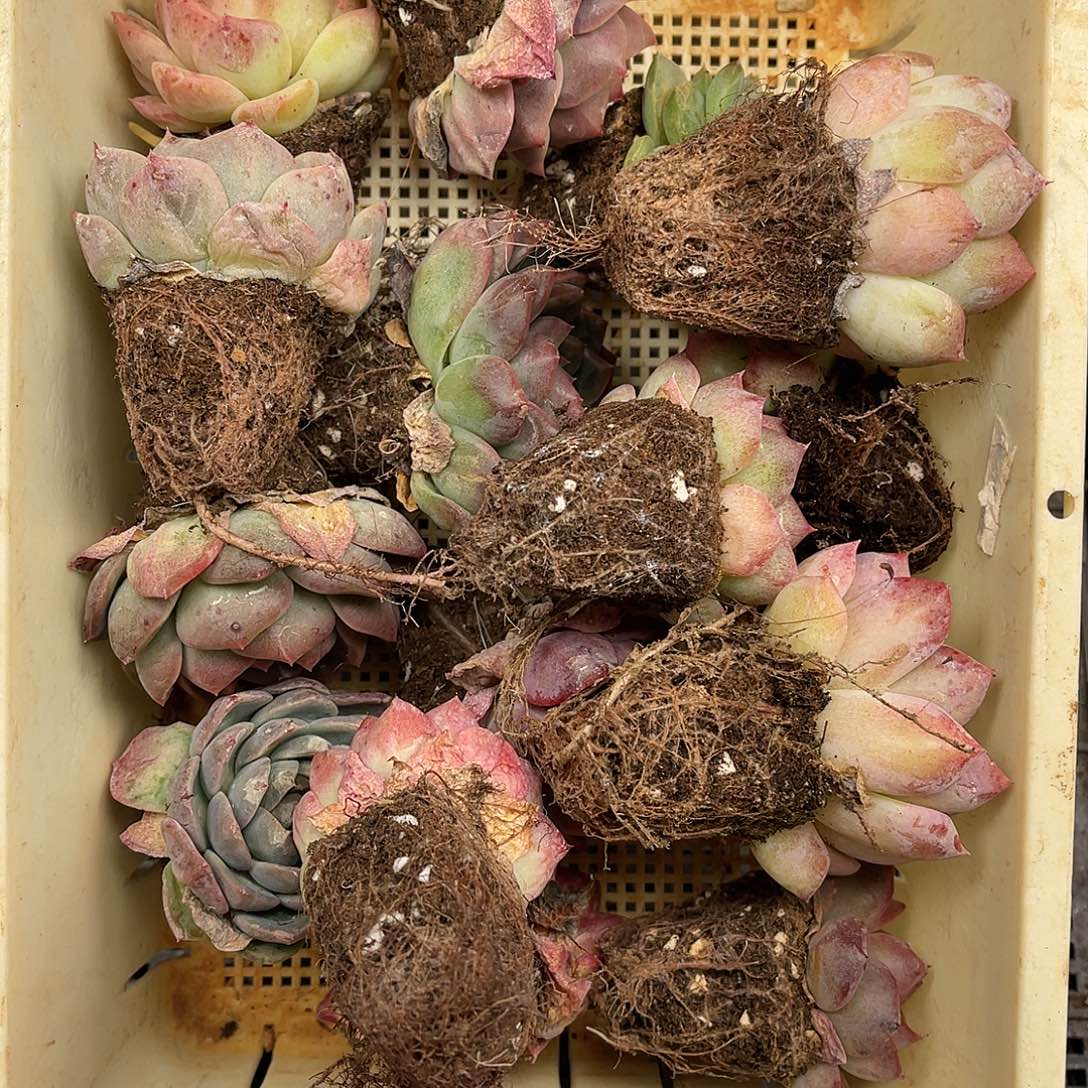 多肉一物一拍23-164