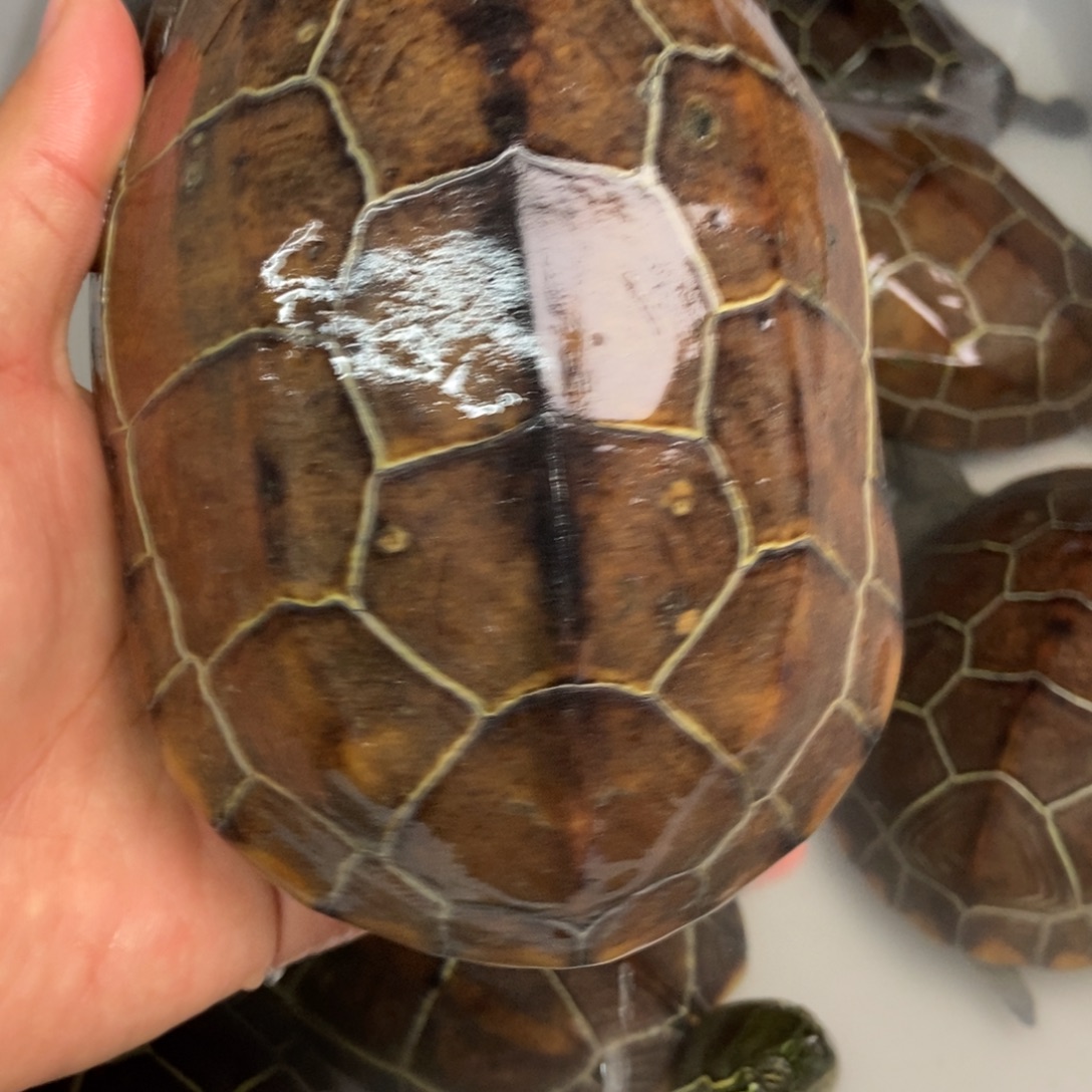 中华草龟不分公母