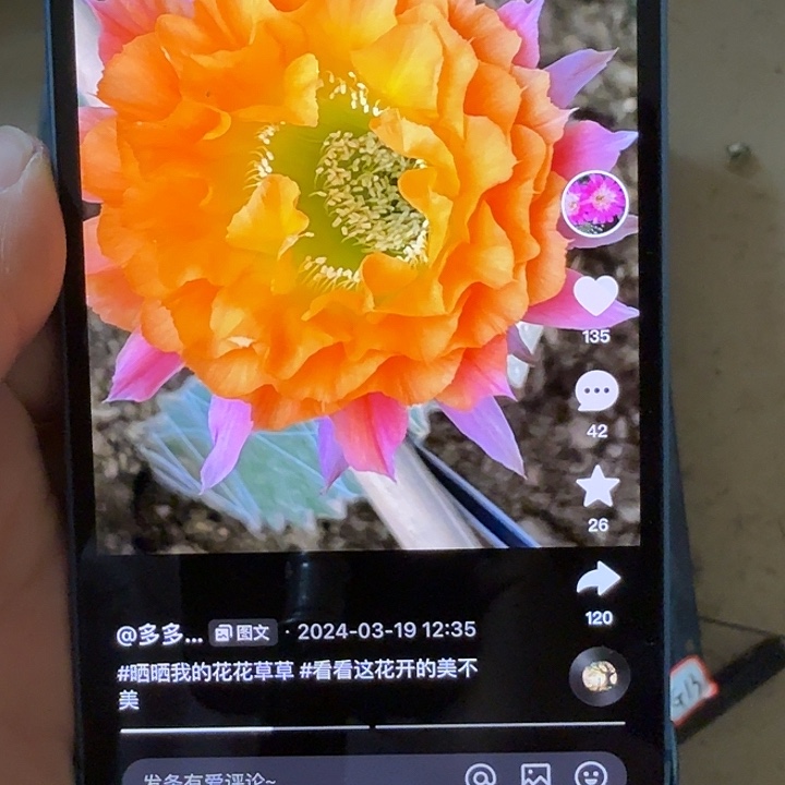 仙人球彩草歪g13