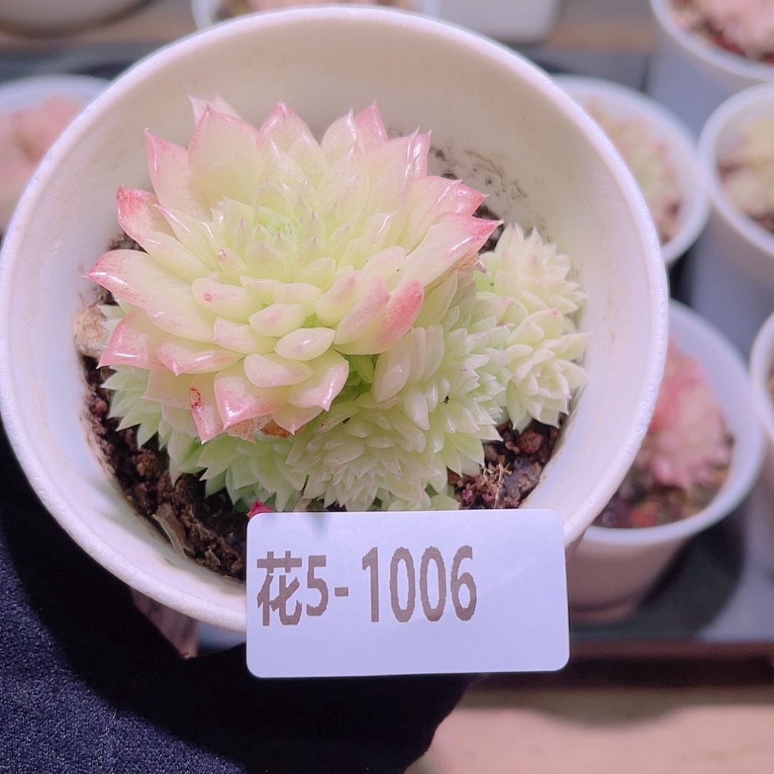 花利美5-1006麦秆