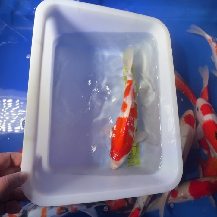 锦鲤锦鲤红白三色