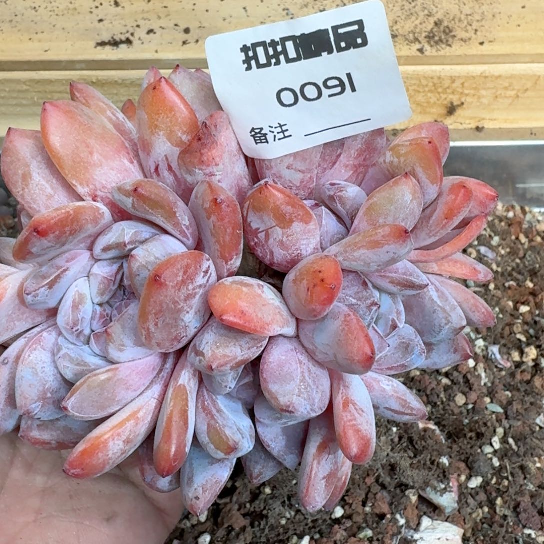 多肉植物石榴籽0091