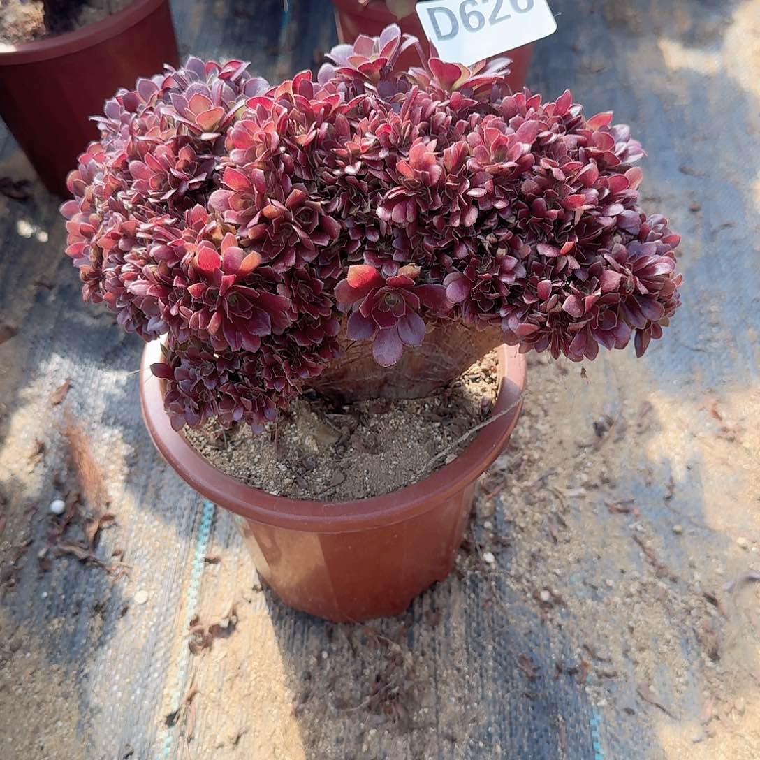 626玫瑰朵朵一颗呀呀