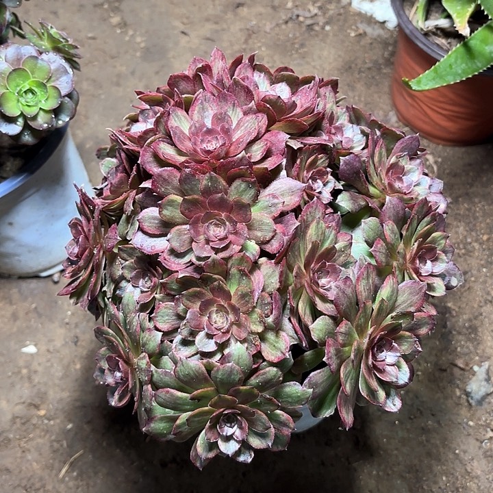 多肉植物红丝绒5