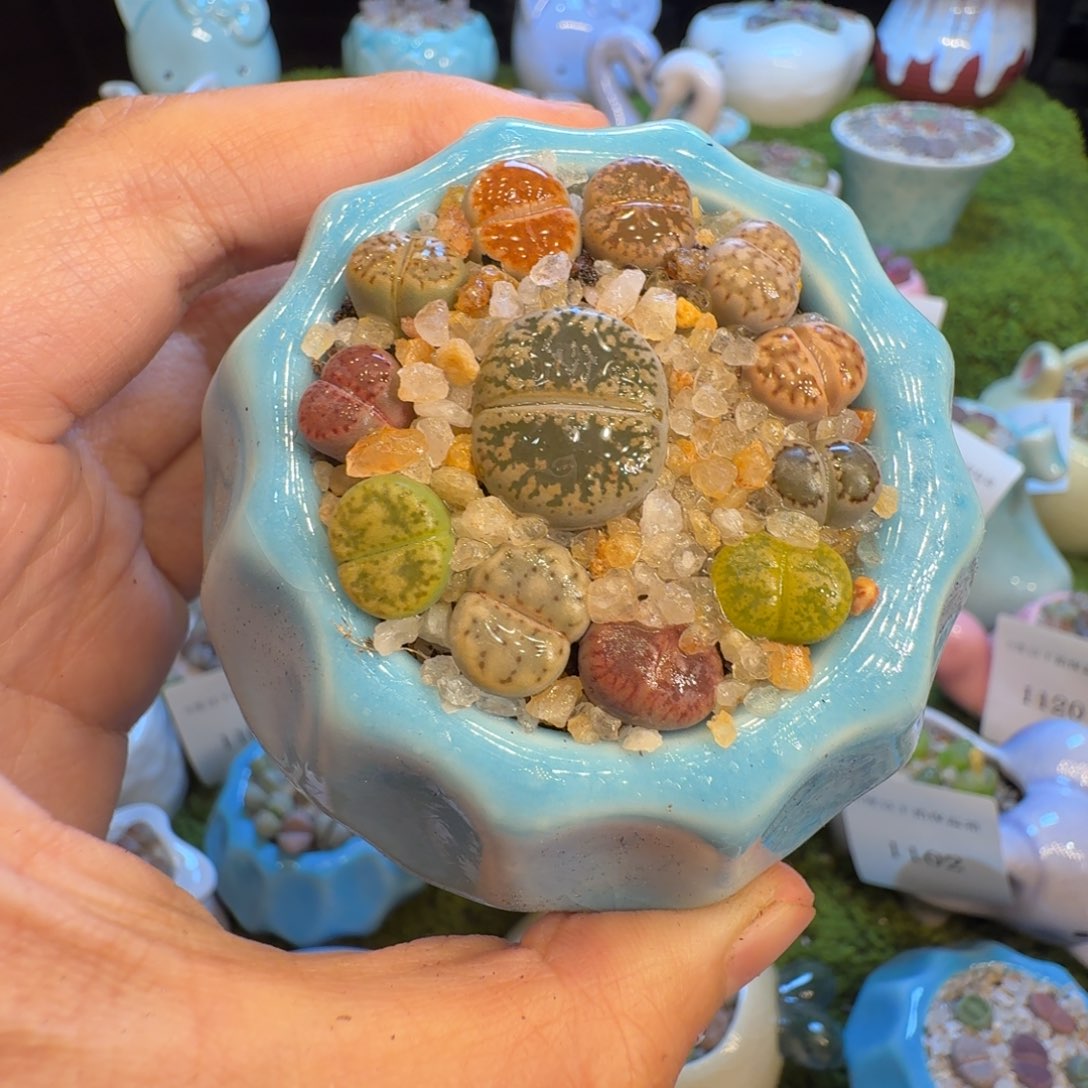 *****多肉开播福利价1124