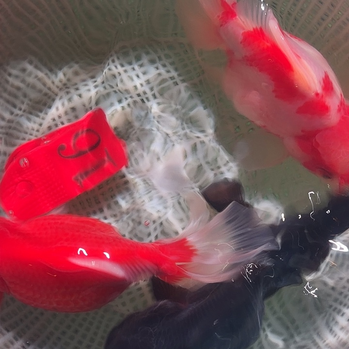 金鱼16号尺寸13区间