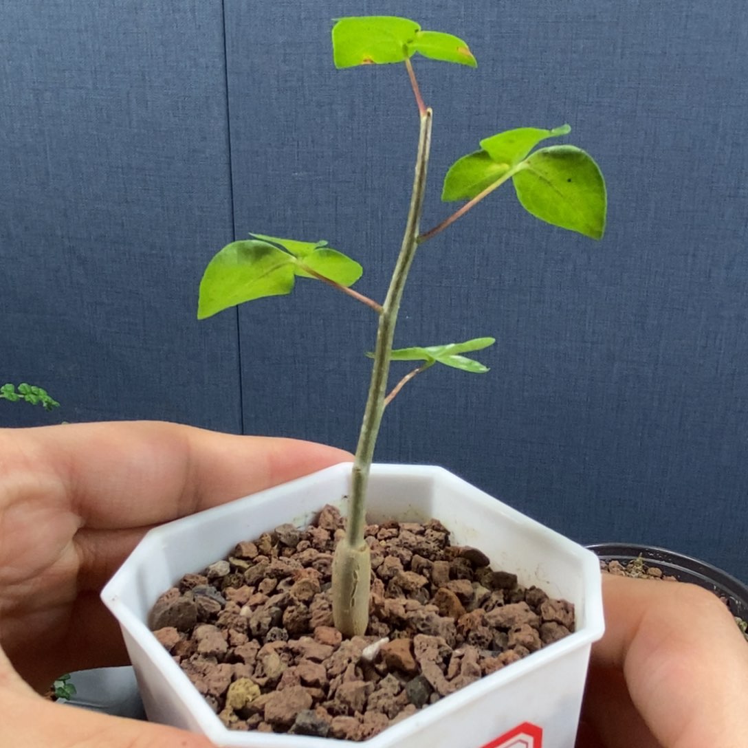 阿哥拉绿皮没药产地熟桩