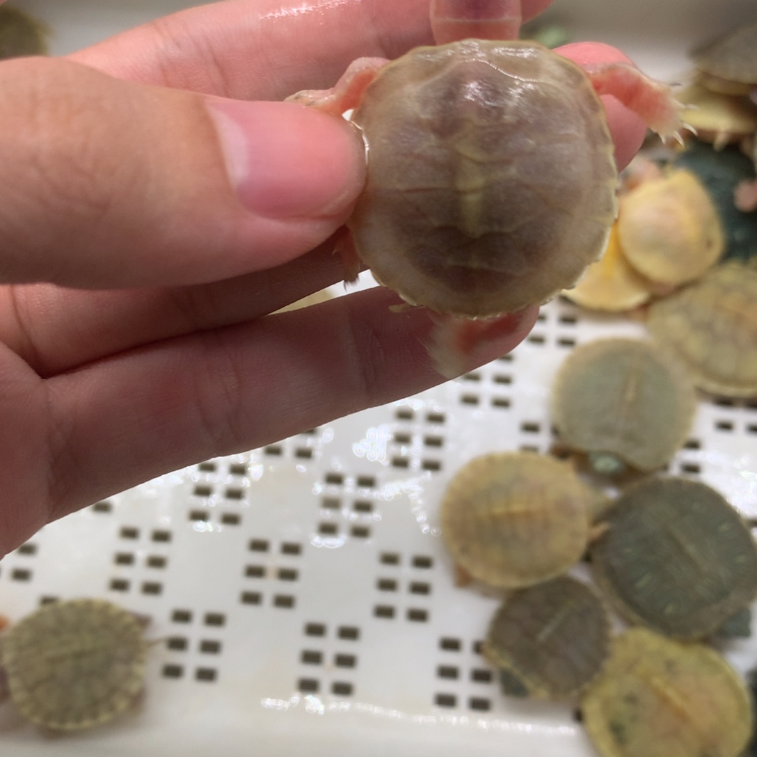 不分公母巴西彩龟