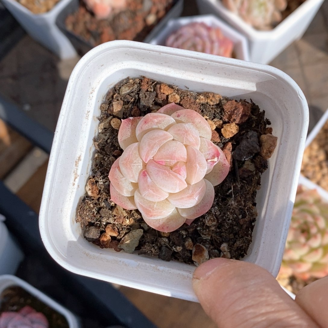 精品多肉一物一拍不包整123