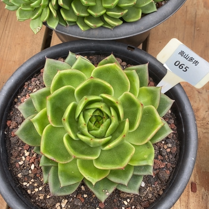 D065- 直播福利 史莱克