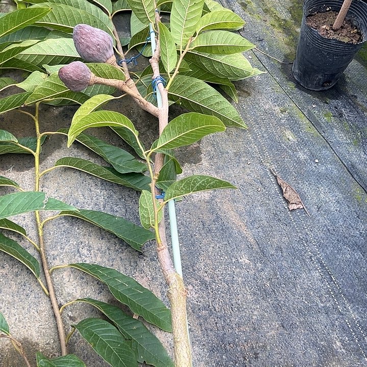 平***哥天使我4558997888422344红牛