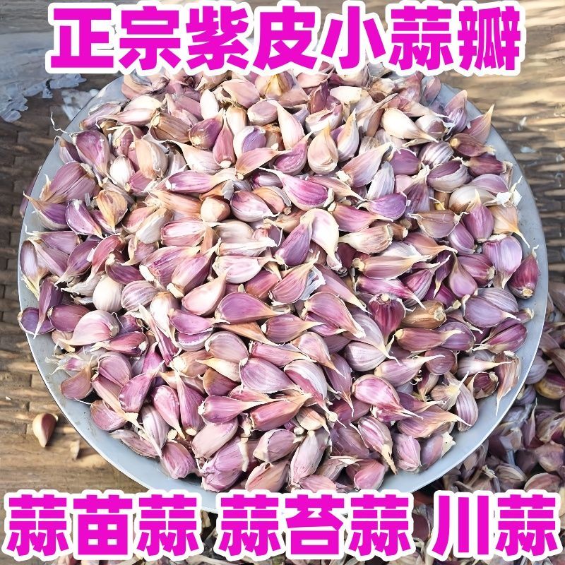 2025彭州紫皮早蒜蒜瓣紫皮蒜瓣蒜红根蒜苗正宗可出蒜苔