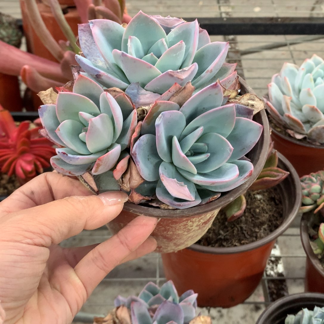 用****6布鲁蓝多肉植物群生