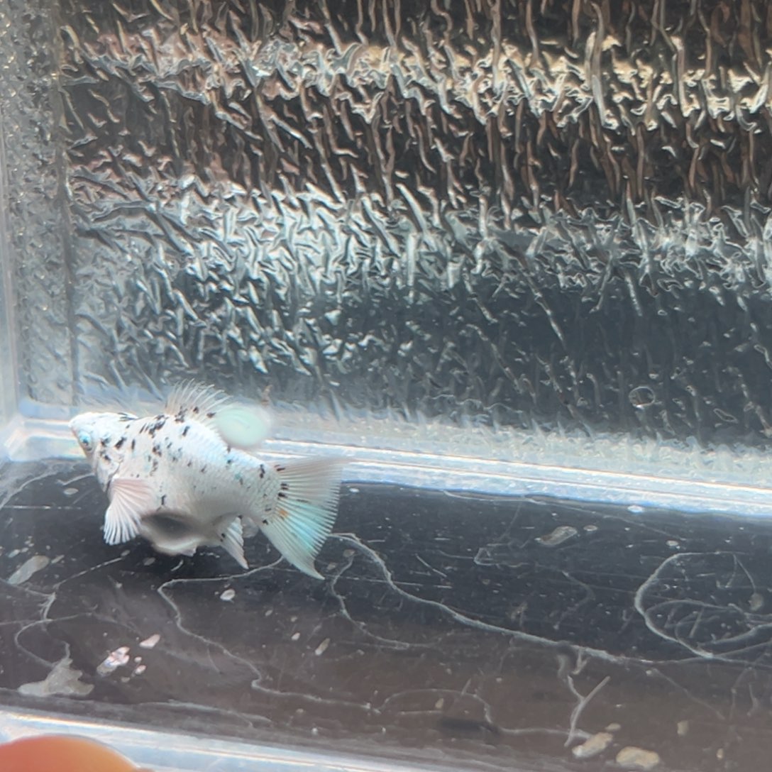 孔雀鱼玛丽鱼一条奶牛母