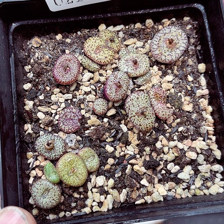 郎哥多肉生石花15-85