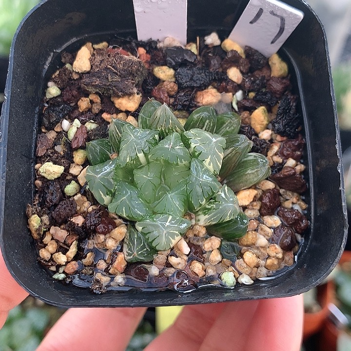 广濑玉露锦一物一拍17