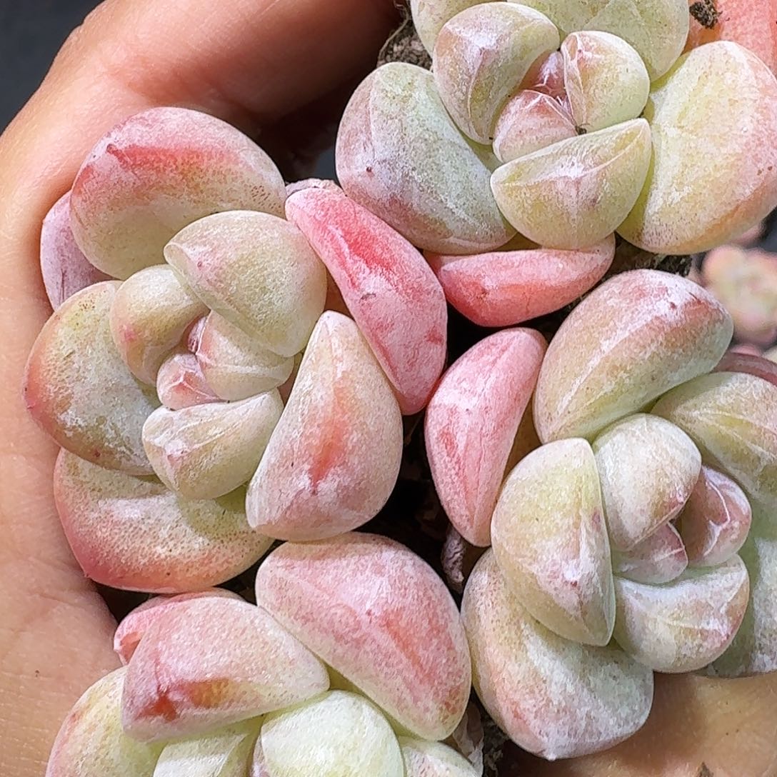 02号到手11颗，果冻冰玉