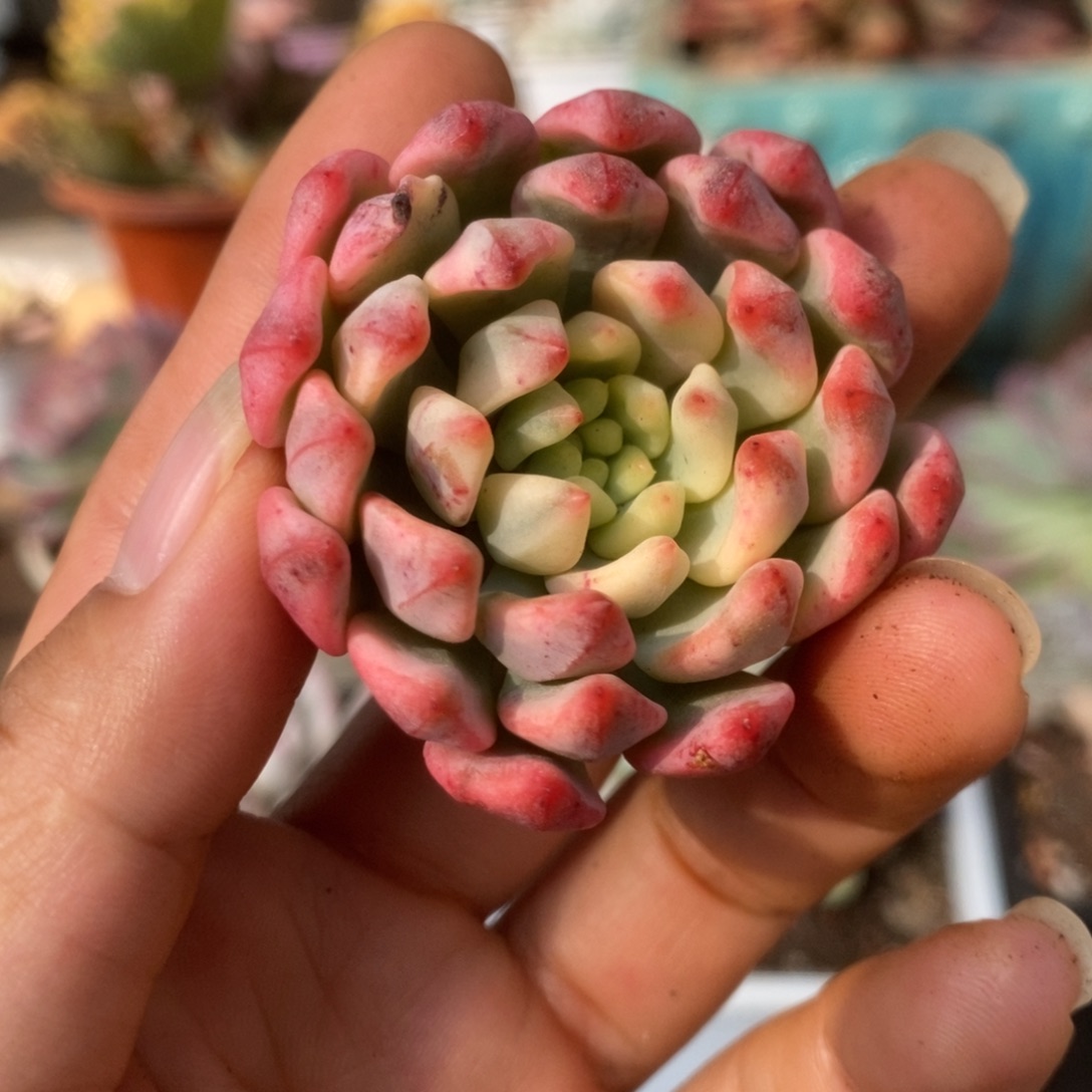 8蓝苹果锦锦锦锦锦