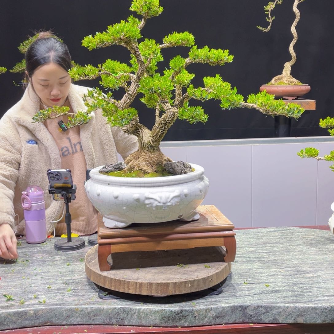 四季常青老桩黄杨盆景