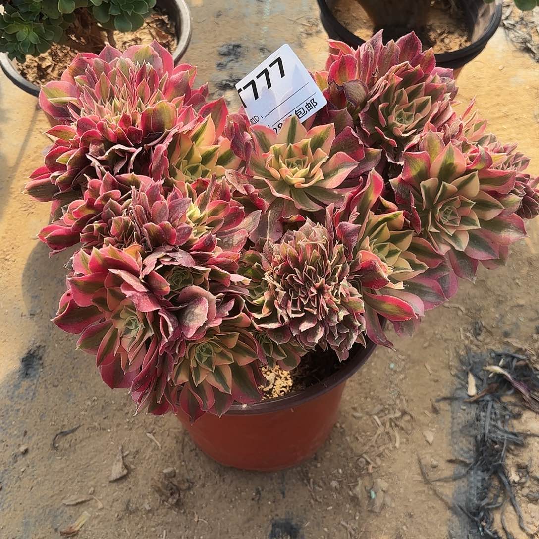 777粉女巫缀多肉植物