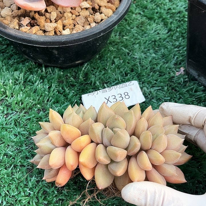我是你的小可爱啊我的大可爱