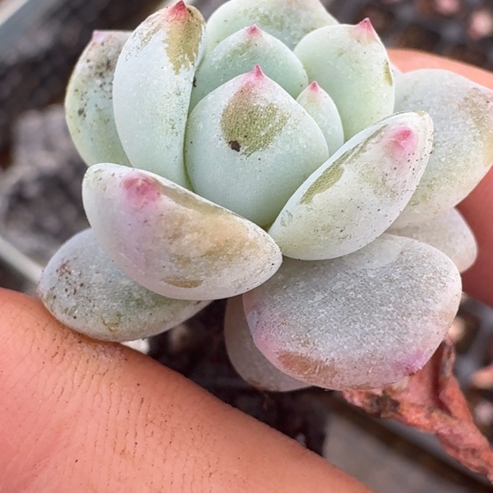 星影多肉锦好看喜欢