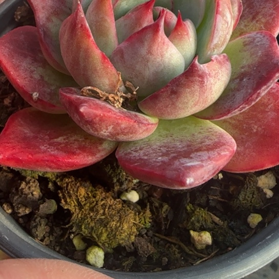 J****?63和惊鸿一物一拍多肉