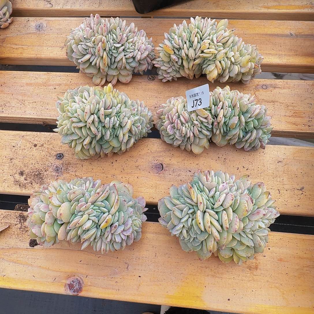 三*j j j j j j j j j 73