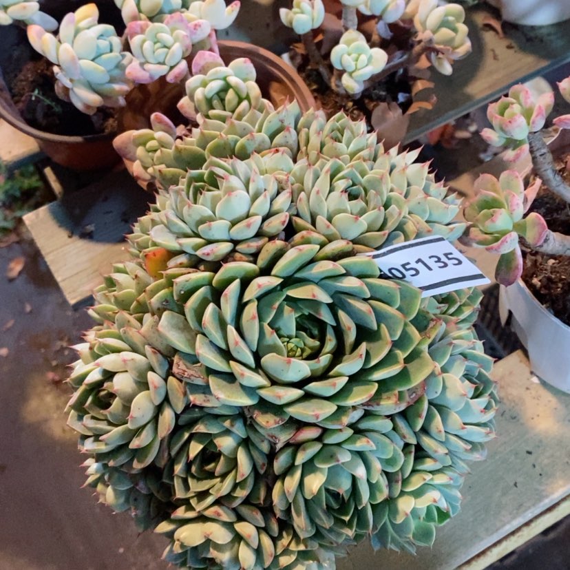 【闪购商品】笨吧杂05135