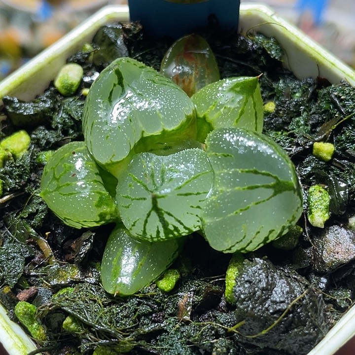 小***果690虞美人特选福利