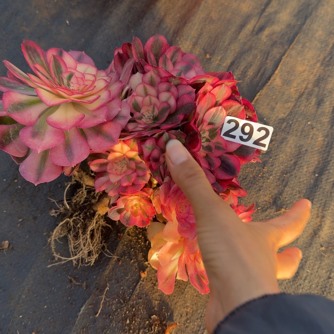 292多肉植物倾城有断枝特价